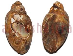 Heera Shankh 0248 36